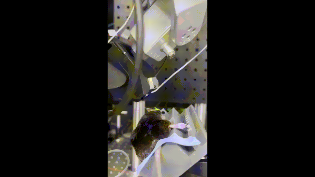 Robotic OCT for glaucoma imaging with SLAM montaging thumbnail